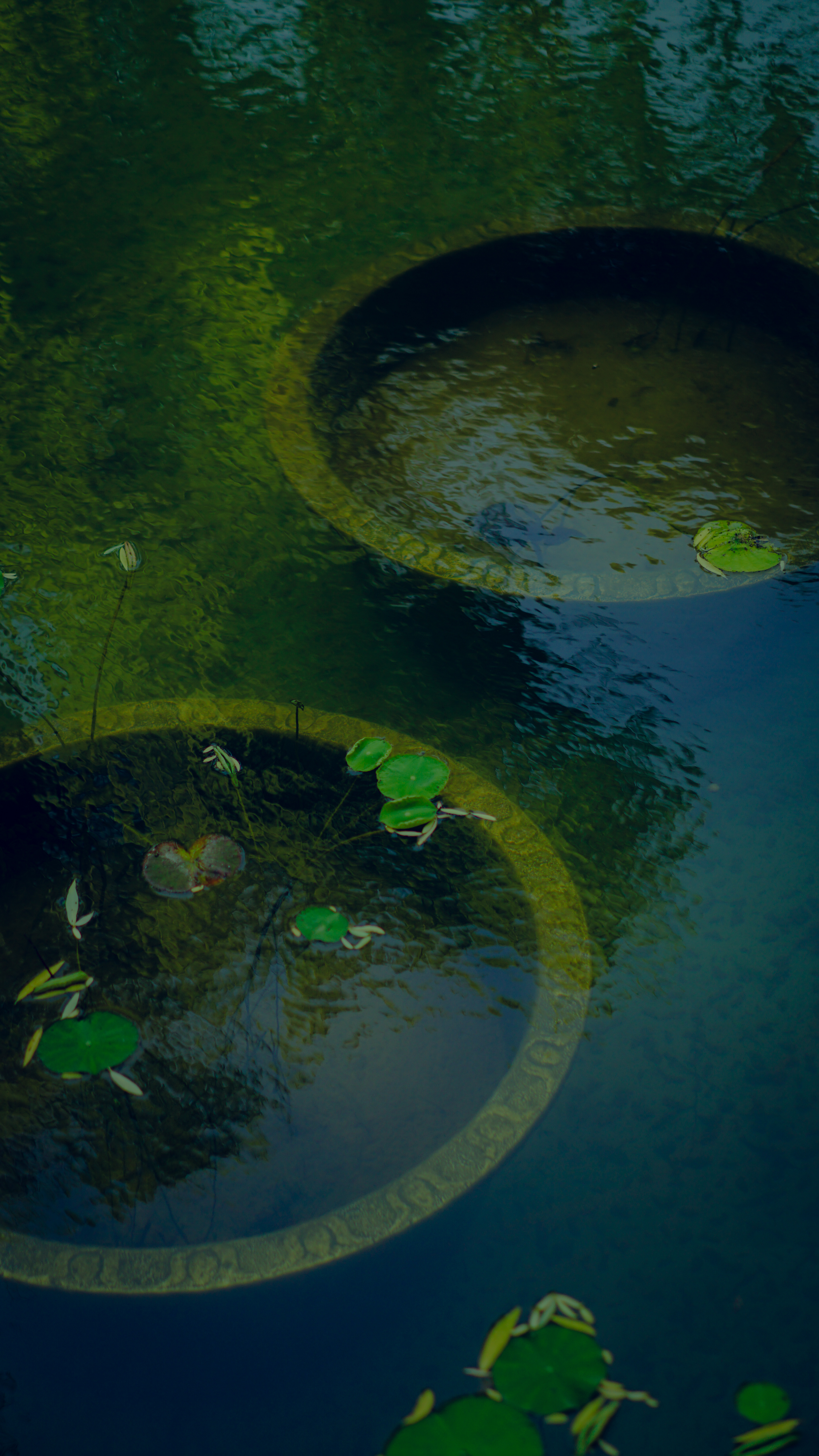 张洪恺  鸣翠湖的新睡莲.jpg